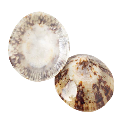 Milker 100% Naturlige Ammeskaller - Shells - ammeindlæg - MamaMilla